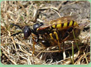 wasp control Reading