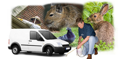 Reading local van